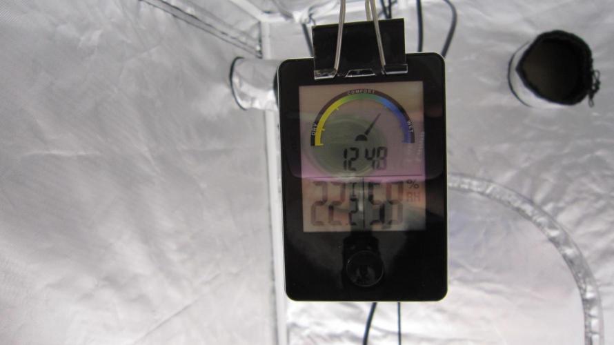 Gelatdos Jabb... My crossing.. Week 8 - Pretty Good... for veg.