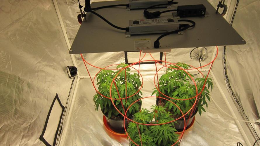 Gelatdos Jabb... My crossing.. Week 8 - Spider Farmer Light - SF-4000