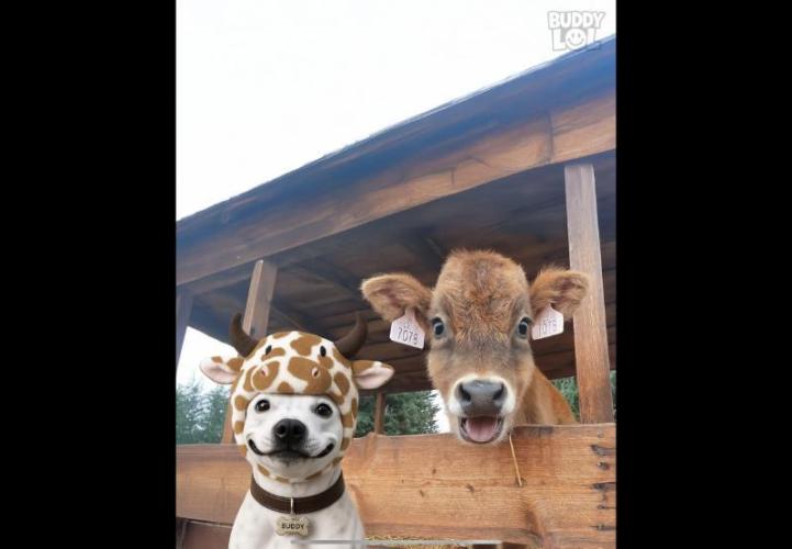 Gelatdos Jabb... My crossing.. Week 8 - Great Photo... The dogs mouth looks photo fixed into a smile