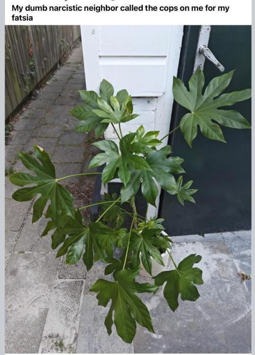 Gelatdos Jabb... My crossing.. Week 8 - Nasty Neighbor.