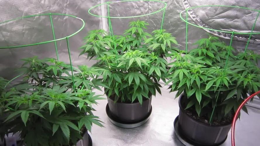 🍋 Lemon 🍊 Mandarin 😎 🤗 🤩