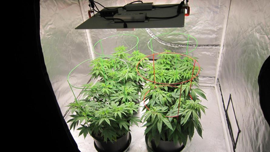 🍋 Lemon 🍊 Mandarin 😎 🤗 🤩. Week 9 - In this tent... Lemon Mandarin - 3 plants and 1 plant of Hulk OG