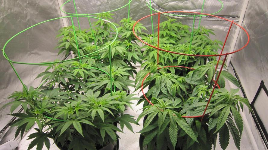 🍋 Lemon 🍊 Mandarin 😎 🤗 🤩. Week 9 - Group Shot.