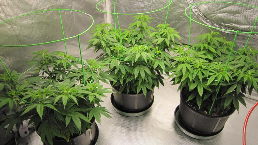 🍋 Lemon 🍊 Mandarin 😎 🤗 🤩. Week 9 - Plants #1, #2 and #3