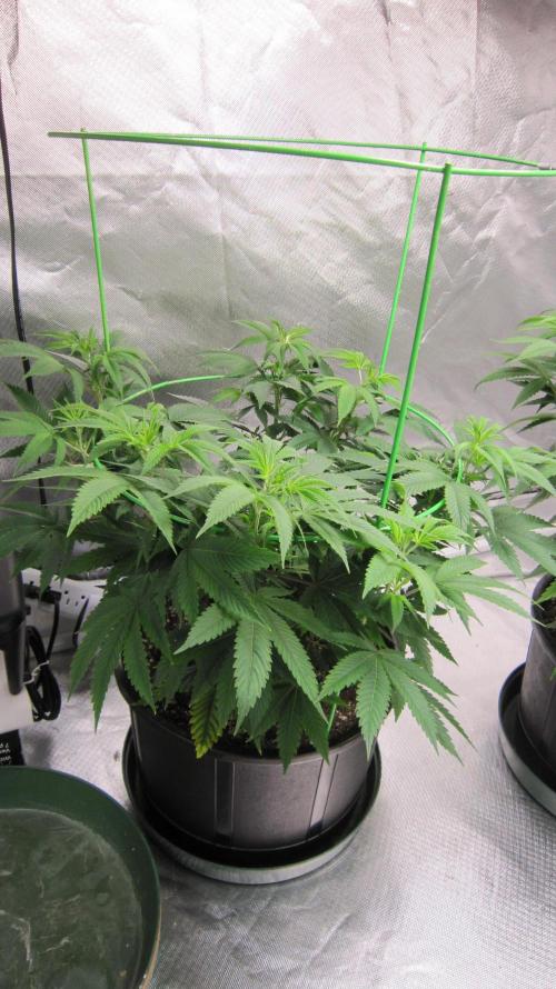 🍋 Lemon 🍊 Mandarin 😎 🤗 🤩. Week 9 - Plant #1