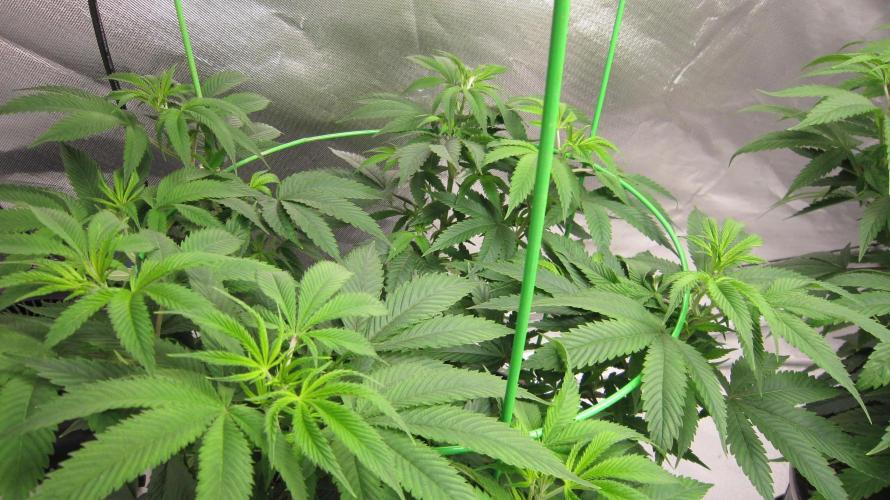 🍋 Lemon 🍊 Mandarin 😎 🤗 🤩. Week 9 - Plant #1