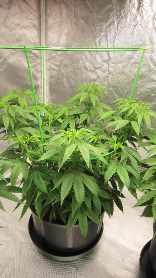 🍋 Lemon 🍊 Mandarin 😎 🤗 🤩. Week 9 - Plant #2