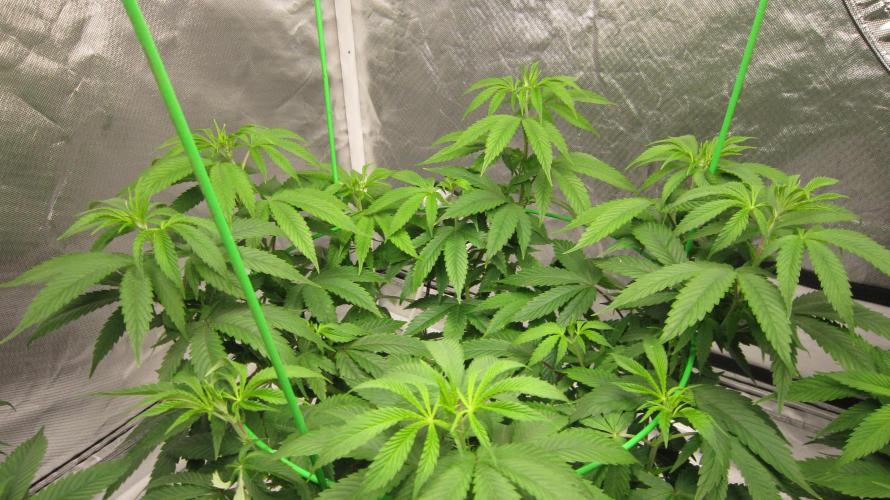 🍋 Lemon 🍊 Mandarin 😎 🤗 🤩. Week 9 - Plant #2