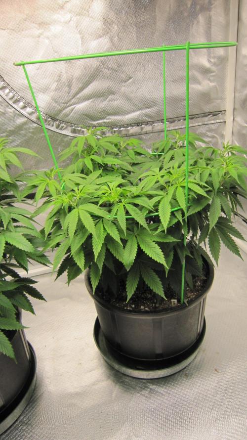 🍋 Lemon 🍊 Mandarin 😎 🤗 🤩. Week 9 - Plant #3