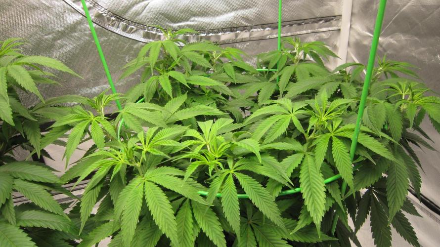 🍋 Lemon 🍊 Mandarin 😎 🤗 🤩. Week 9 - Plant #3