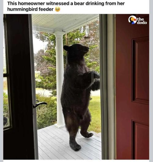 🍋 Lemon 🍊 Mandarin 😎 🤗 🤩. Week 9 - Sugar Dance.