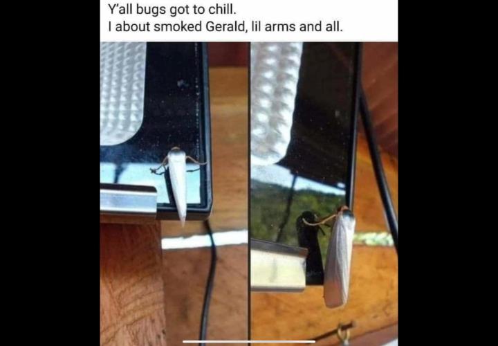 🍋 Lemon 🍊 Mandarin 😎 🤗 🤩. Week 9 - Blunt Moth.