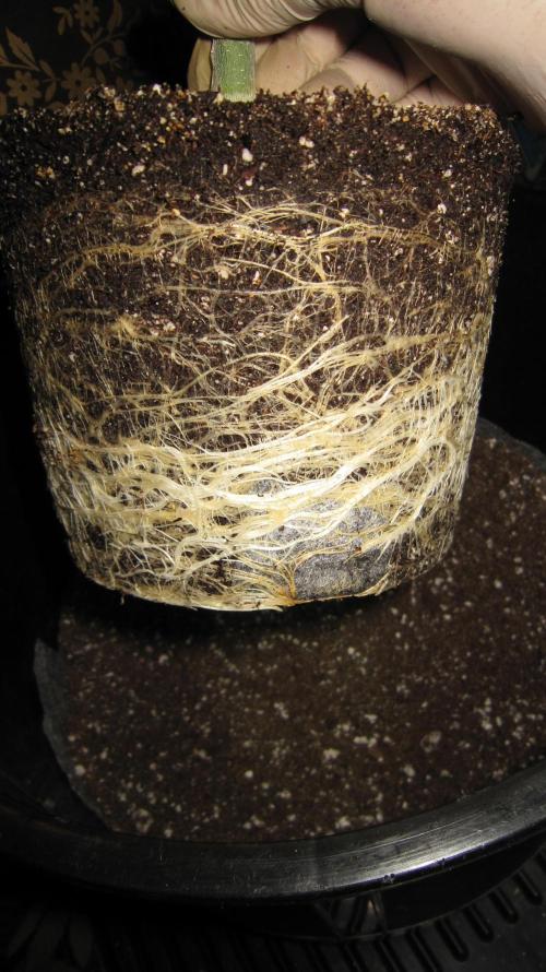 Gelatdos Jabb... My crossing.. Week 8 - Get the root ball as far down into the pot as you can get it.