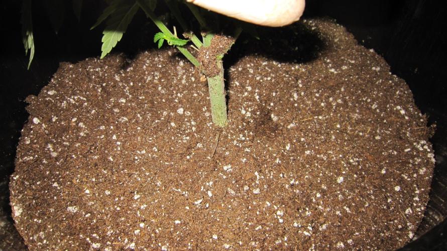 Gelatdos Jabb... My crossing.. Week 8 - Cover the root ball. Press the soil in firmly around the root ball.