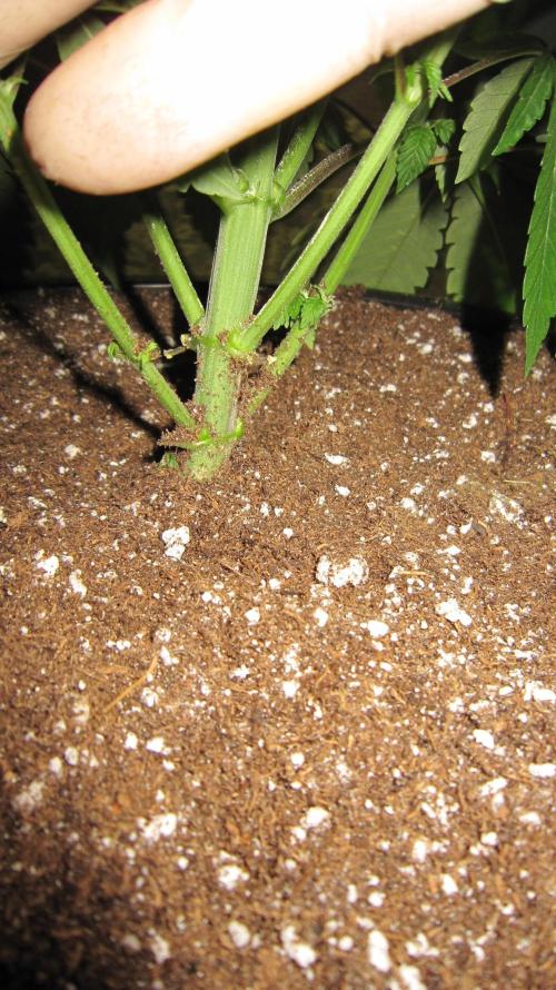 Gelatdos Jabb... My crossing.. Week 8 - Fill up to the lowest branch and water in.