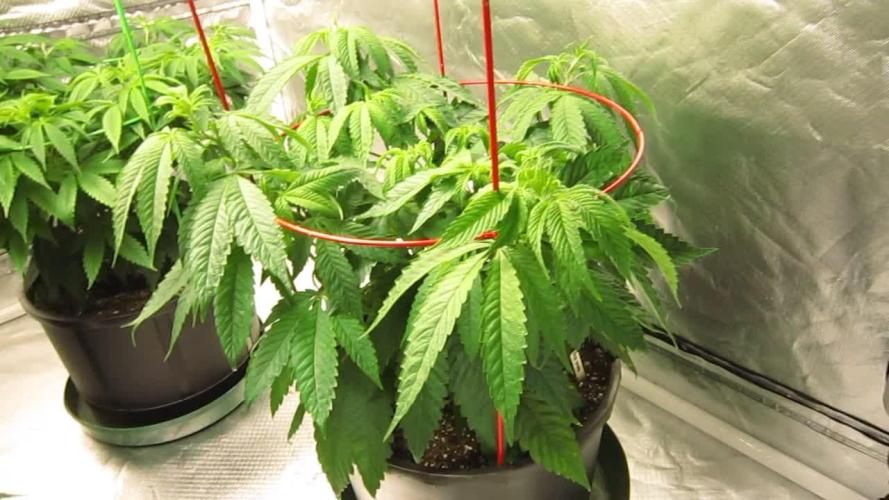 💪🔥⚡ Hulk OG - by IZI