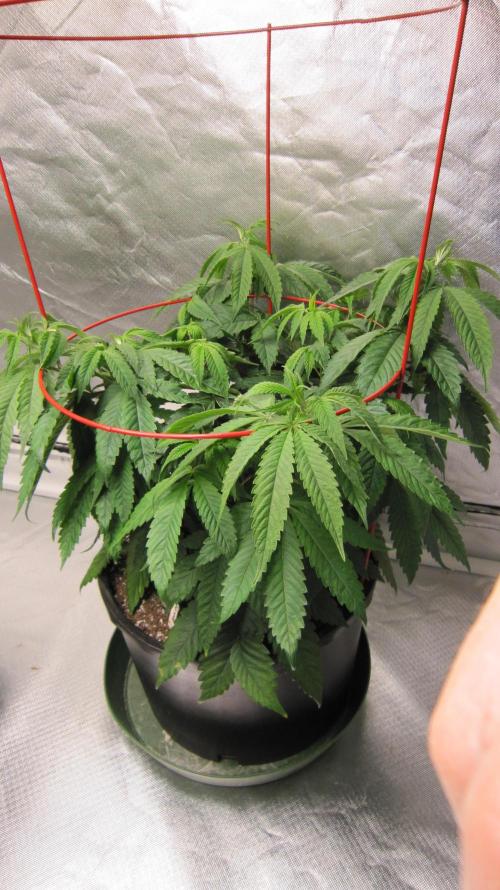 💪🔥⚡ Hulk OG - by IZI. Week 9 - Hulk OG Genetics