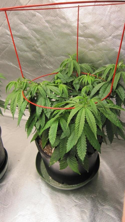 💪🔥⚡ Hulk OG - by IZI. Week 9 - Hulk OG