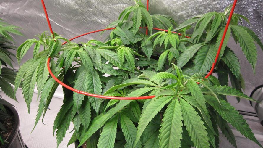 💪🔥⚡ Hulk OG - by IZI. Week 9 - Hulk OG