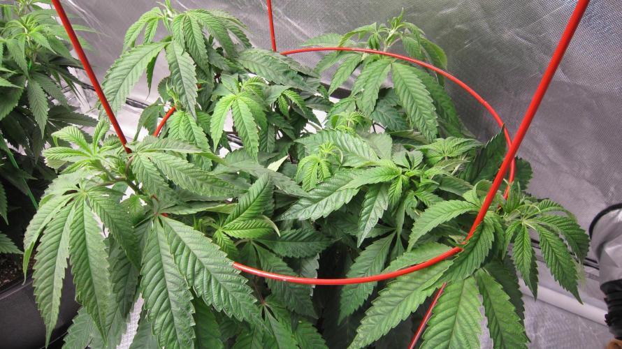 💪🔥⚡ Hulk OG - by IZI. Week 9 - Hulk OG