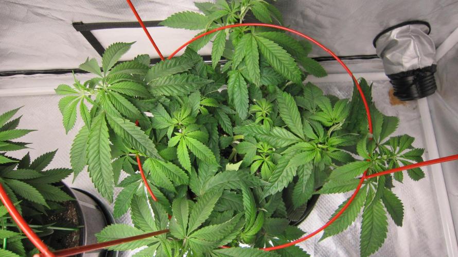 💪🔥⚡ Hulk OG - by IZI. Week 9 - From the top. Spreading it out.