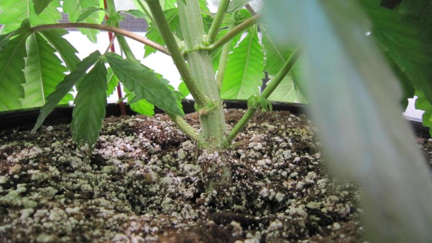 💪🔥⚡ Hulk OG - by IZI. Week 9 - Soil is right up to the lower branches.