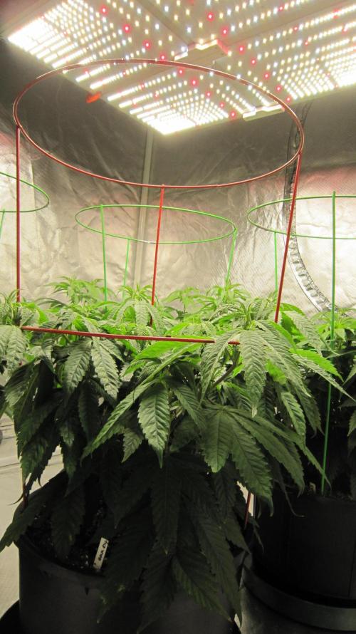 💪🔥⚡ Hulk OG - by IZI. Week 9 - Spider Farmer Light - SF-4000