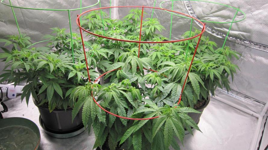 💪🔥⚡ Hulk OG - by IZI. Week 9 - Group Shot. Hulk OG is in front.