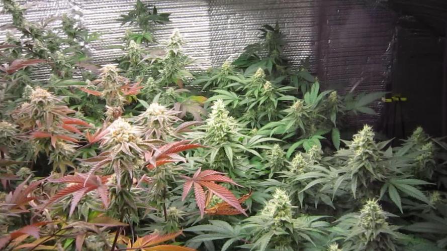 Best Clones... Showing off my...