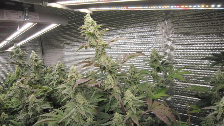 Best Clones... Showing off my.... Week 10 - 2 - Dos Si Dos 33 Plants