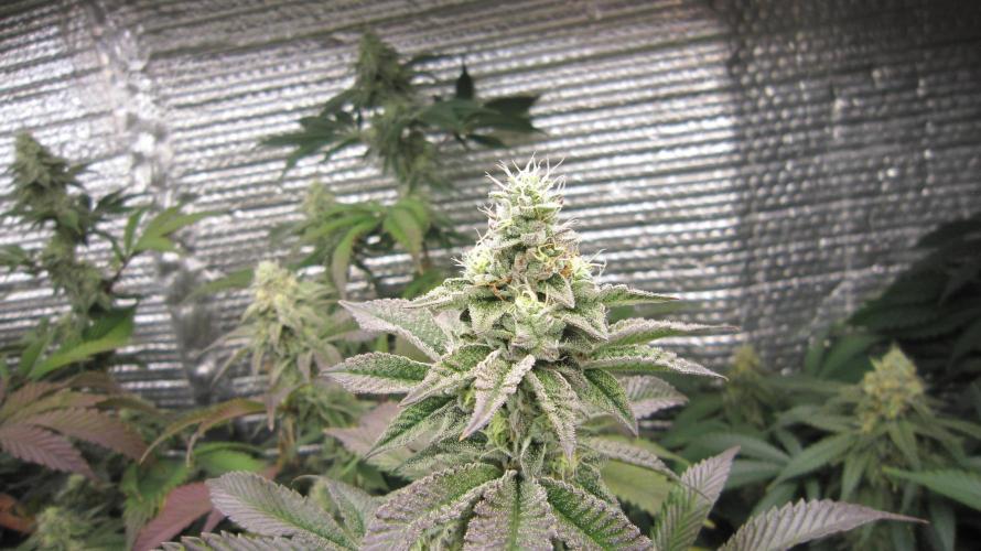 Best Clones... Showing off my.... Week 10 - Dos Si Dos 33