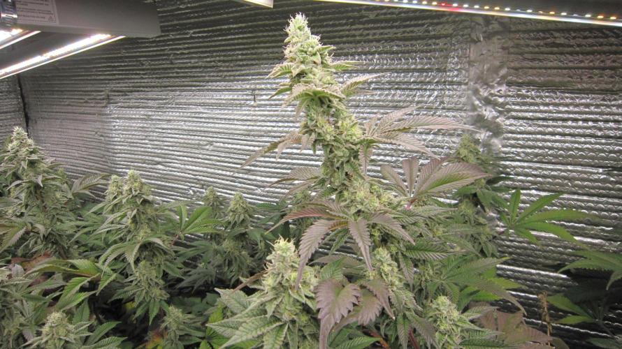 Best Clones... Showing off my.... Week 10 - Dos Si Dos 33