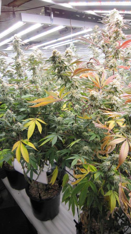 Best Clones... Showing off my.... Week 10 - 2 - Pink Kush Plants.