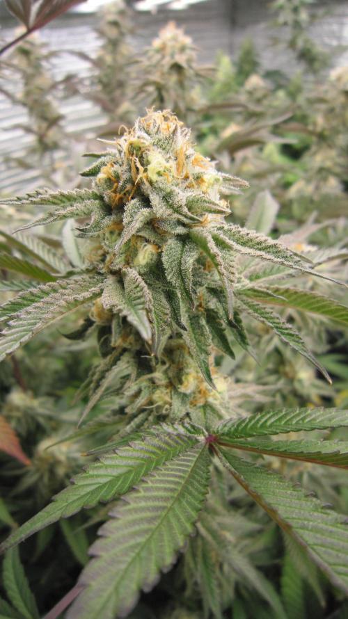 Best Clones... Showing off my.... Week 10 - Pink Kush