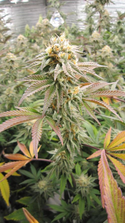 Best Clones... Showing off my.... Week 10 - Pink Kush