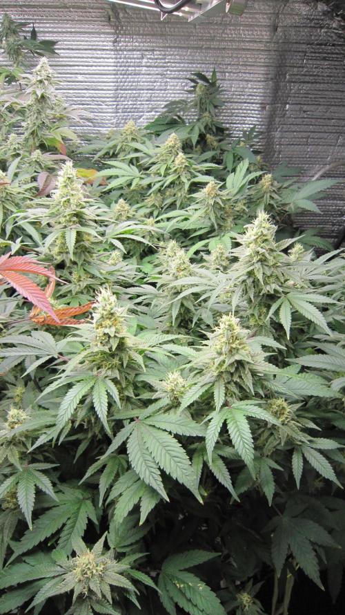 Best Clones... Showing off my.... Week 10 - Blackberry Moonrock - Bb Mr