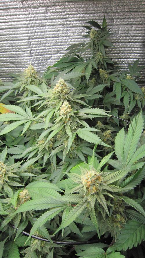 Best Clones... Showing off my.... Week 10 - Critical OG