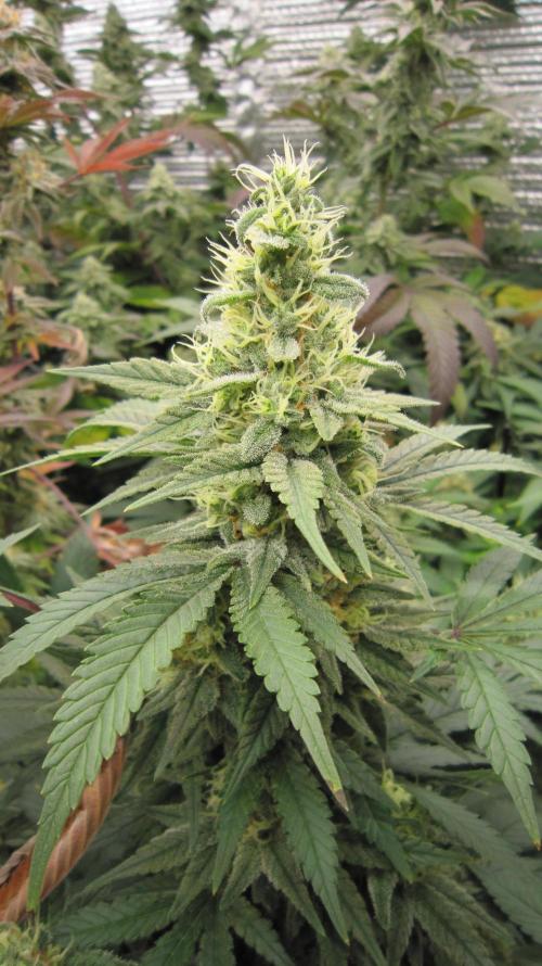 Best Clones... Showing off my.... Week 10 - Bb Mr