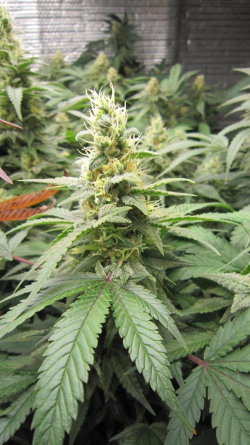 Best Clones... Showing off my.... Week 10 - Bb Mr