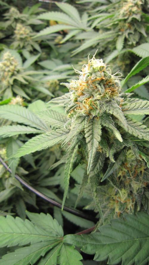 Best Clones... Showing off my.... Week 10 - Critical OG