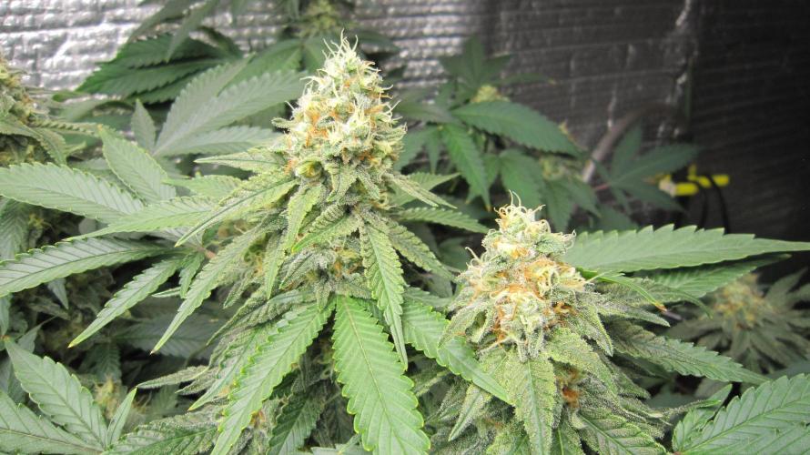 Best Clones... Showing off my.... Week 10 - Critical OG