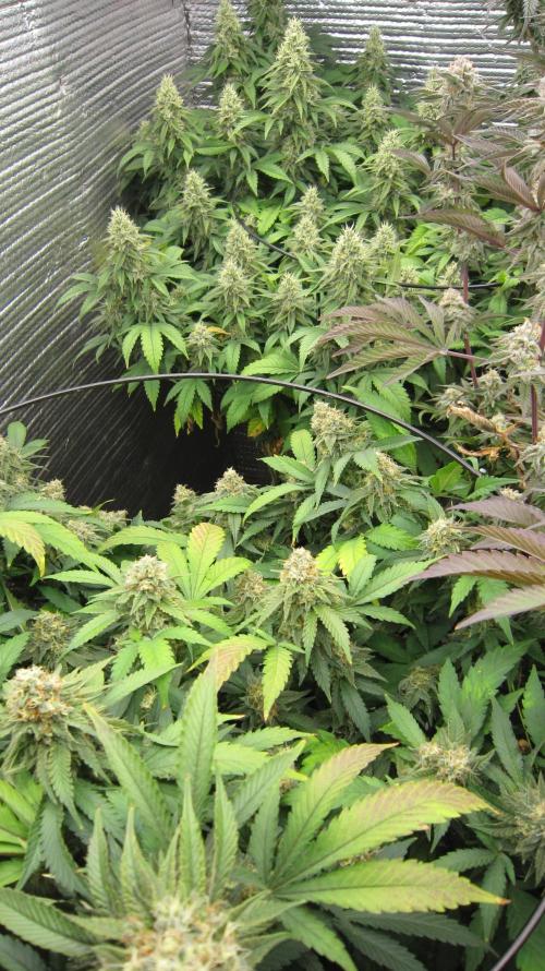 Best Clones... Showing off my.... Week 10 - Bb Mr - Top, - Critical OG - Lower.