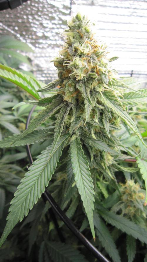 Best Clones... Showing off my.... Week 10 - Bb Mr.