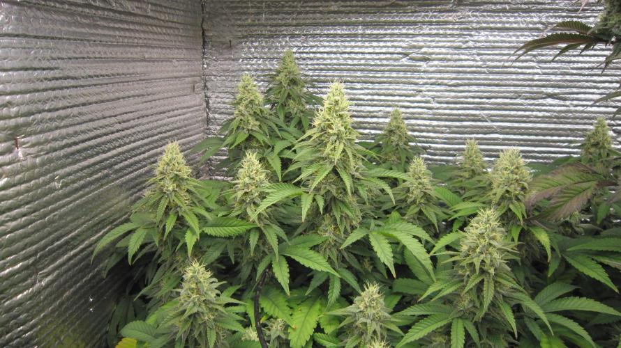 Best Clones... Showing off my.... Week 10 - Bb Mr