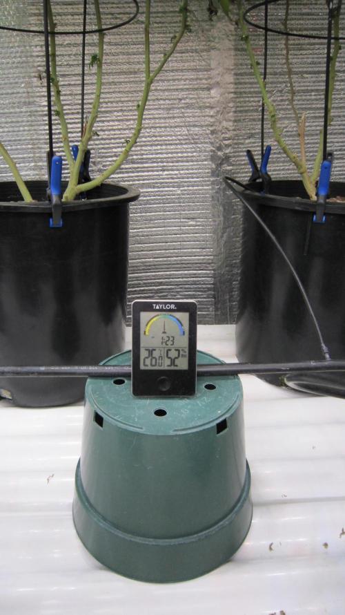 Best Clones... Showing off my.... Week 10 - A little warm We have the Pineapple Express weather system passing through today