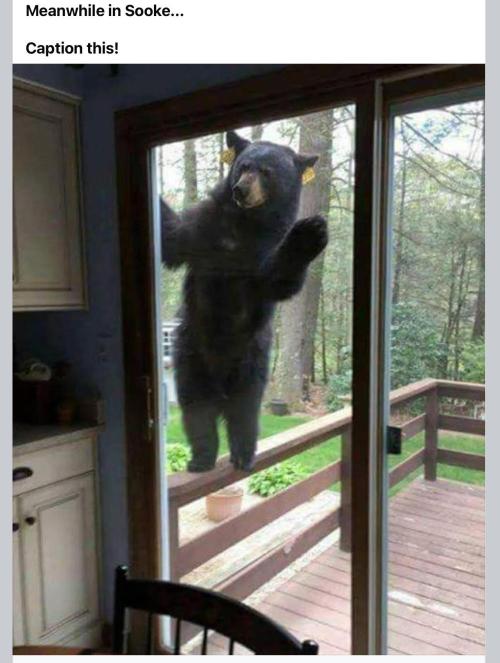 Best Clones... Showing off my.... Week 10 - I ain't the average type bear!!!