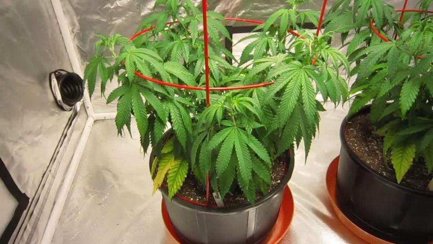 Gelatdos Jabb... My crossing.