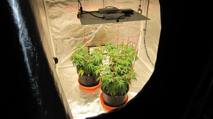 Gelatdos Jabb... My crossing.. Week 9 - Gelatdos Jabb - 3 Fem Plants from regular seeds