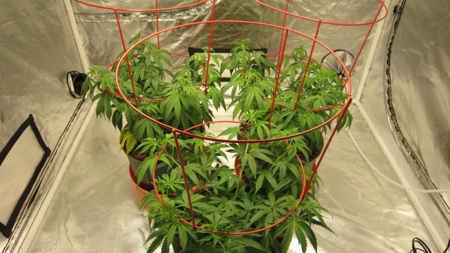 Gelatdos Jabb... My crossing.. Week 9 - Group Shot