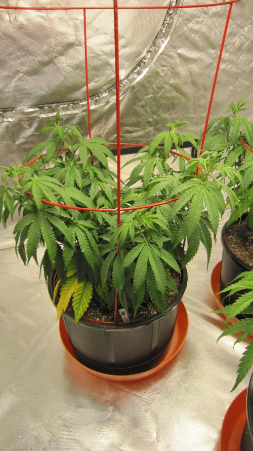 Gelatdos Jabb... My crossing.. Week 9 - Plant #1